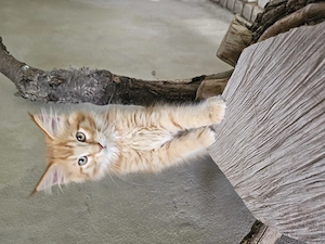 Reinrassiger Maine Coon Katerchen