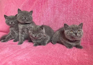British-Kurzhaar Kitten ab der 12. Woche in liebevolle Hände abzugeben