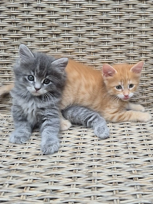Maine Coon  Norweger Mixe