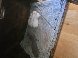 British Kurz Haar Kitten