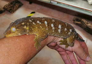1.1 Bayonnaise Leachianus Zuchtpaar