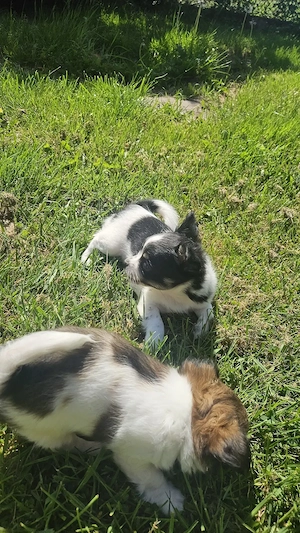 Liebevolle Chihuahua Welpen zu vergeben