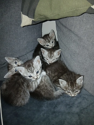 Ägyptische Mau - Hauskatze Mix Kitten zu verkaufen 
