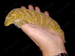 1.2 Brosse Leachianus Zuchtpaar