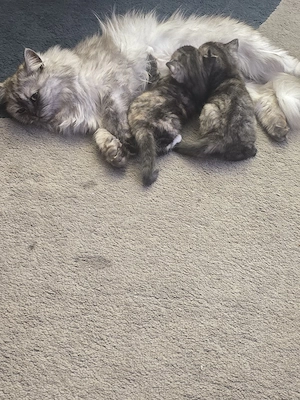 Kleine Katzenfamilie sucht ein Zuhause voller Liebe