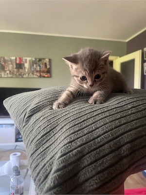 bkh baby katze