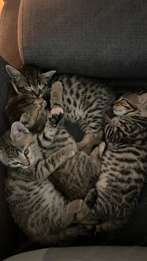 Bengal Mix 