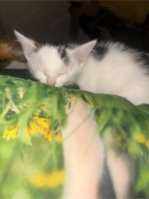 babykatze sucht liebevolles zuhause