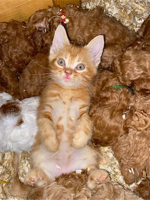 Maine Coon x Devon Rex Mixkitten!