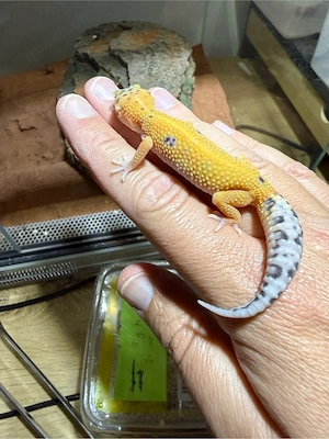 Leopardgecko's