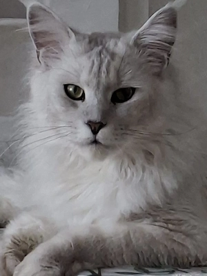 Maine Coon Kater schweren Herzens abzugeben 