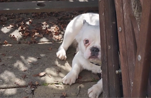 Französische Bulldogge ,,Fluffy"