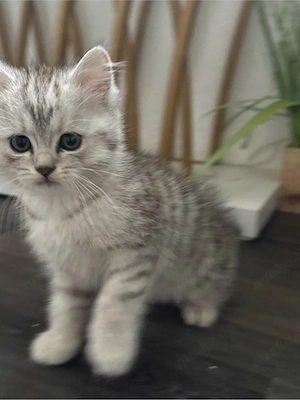 BKH baby katzen 