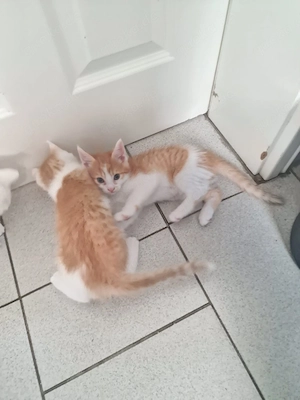 Kettin Katzen Babys.