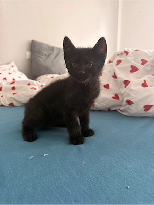 Europäische Kurzhaar Kitten