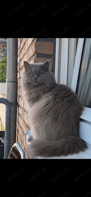Liebevolle Britisch Langhaar Katze sucht ein fürsorgliches Zuhause 