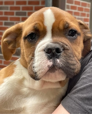 OEB old english Bulldog Rüde Welpe