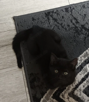 1kleiner schwarzer Kater