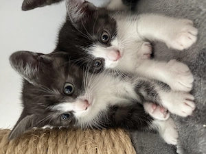 BKH Kitten