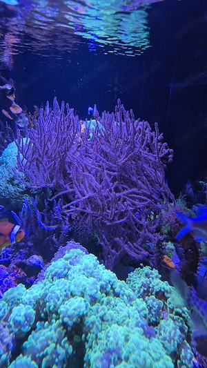Meerwasser Aquarium Korallen Gorgonie Hornkoralle Pinnigorgia sp. 