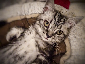 Noch 1 BKH-Junge ab 10.06.2026 abzugeben - Black-Silver-Tabby-Classic