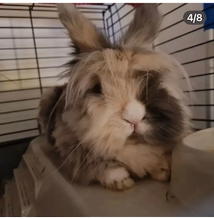 Kaninchen super süss