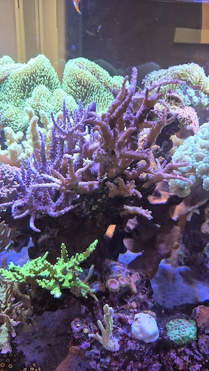 Meerwasser Aquarium Korallen SPS LPS Acrpora Montipora