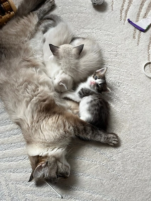 kätzchen babykatze 
