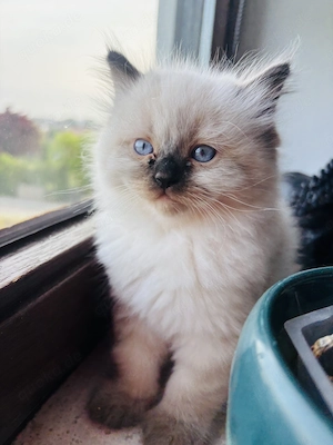 Süßes Ragdoll Männchen 