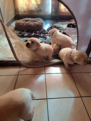 Reinrassige Labradorwelpen zu verkaufen 