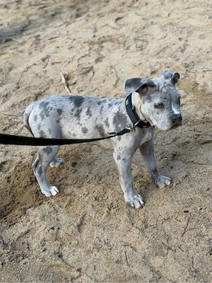 American Bully Weibchen 