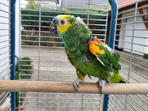 Blaustirnamazone, Amazone 