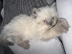 Perserkatzen mit langer Nase 