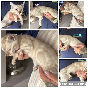Bengal  kitten Snow  Kater 12 Wochen 