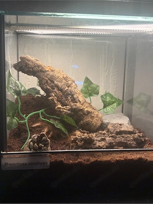 Theraphosa apophysis (Pinkfoot Goliath) inklusive komplett eingerichtetem Terrarium zu verkaufen