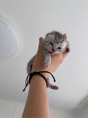 baby kitten zu verkaufen 