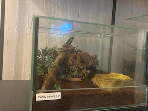 Nhandu tripepii (1.0) mit komplett eingerichtetem Terrarium zu verkaufen