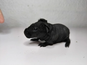 Skinny Pig Böckchen