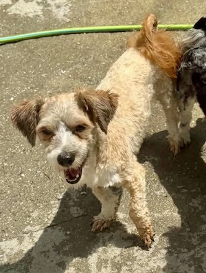 Carino, kleiner Herzenshund sucht seine Menschen