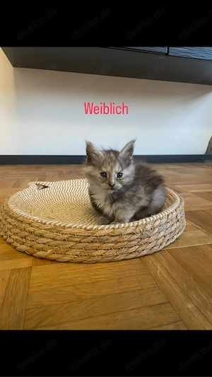 Maine Coon Kitten