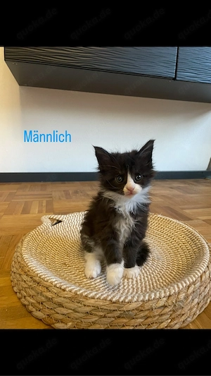 Maine Coon Kitten 
