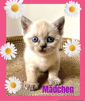 Reinrassige BKH Kitten mit Mutter in Blue Point