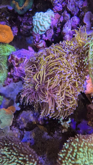 Meerwasser Aquarium LPS Euphyllia Glabrescens NYK