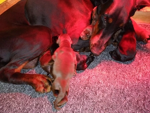 Dobermann Welpen 
