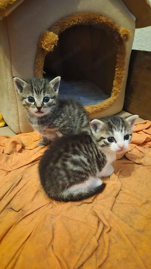 Update: Süße Kitten suchen ein zuhause