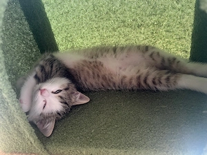 Katze Hauskatze