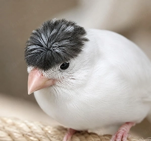 Suche Kanarienvogel Haupe