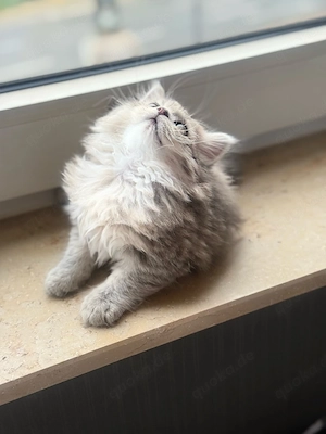 Zwei Traumhafte BLH-Kitten