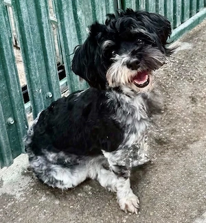 Josy, kleines Hundemädchen sucht ihr großes Glück