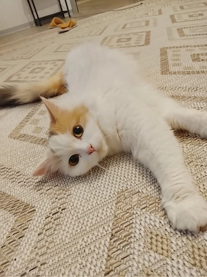 Katze Hauskatze
